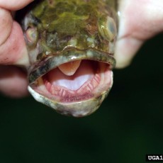 Species Invading the United States
