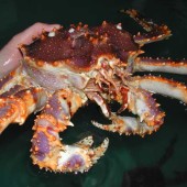 Red king crab. Photo by Scott Van Sant, NOAA