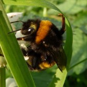 Buff-tailed bumblebee. Photo by Pavel Sinkyrik