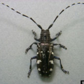 Asian Longhorned Beetle. Photo by Donald Duerr, USDA.