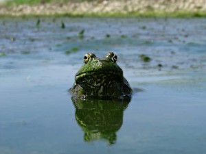 Photo of a bullfrog in water