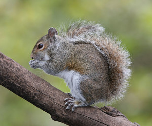 Photo of eastern gray squirrel on tree branch