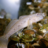 Round goby fish. Photo by Eric Engbretson, USFWS