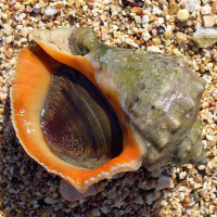 Photo of veined rapa whelk on sand