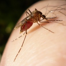Species Invading the United States