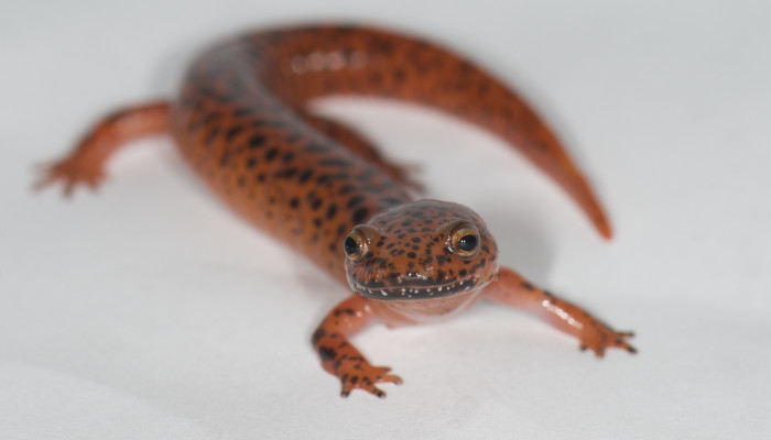 Photo of northern red salamander