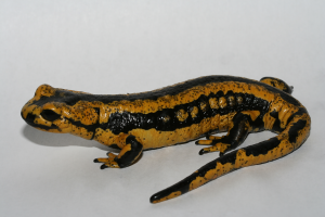 Fire salamander (Salamandra salamandra) covered with Batrachochytrium salamandrivorans ulcerations, which are visible as black spots (photo credit: F. Pasmans)