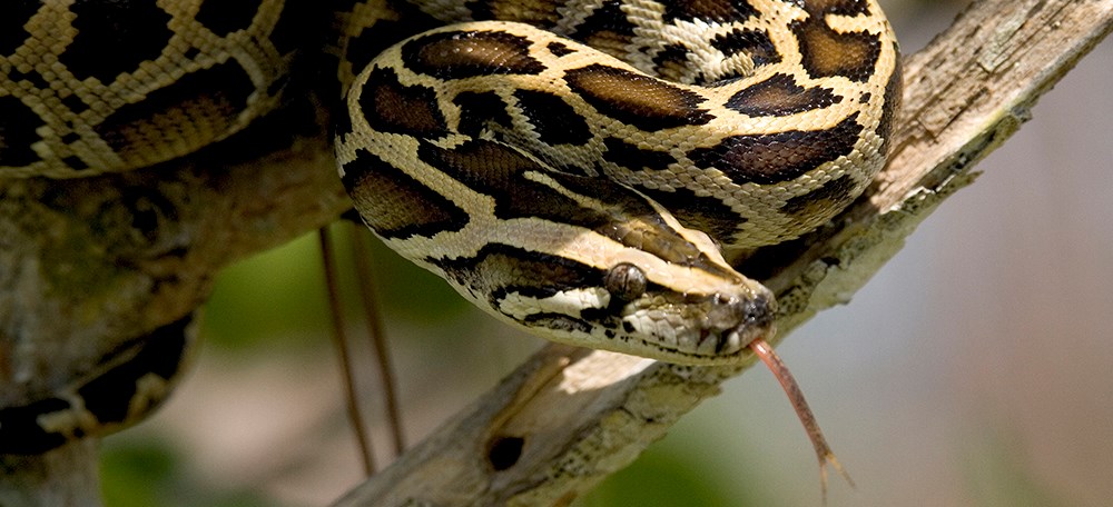 Photo of a Burmese python on a tree branch