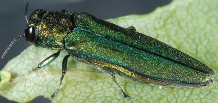 Emerald ash borer on a leaf