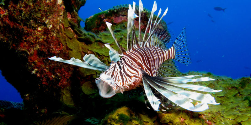 Lionfish with mouth open swimming over coral reef