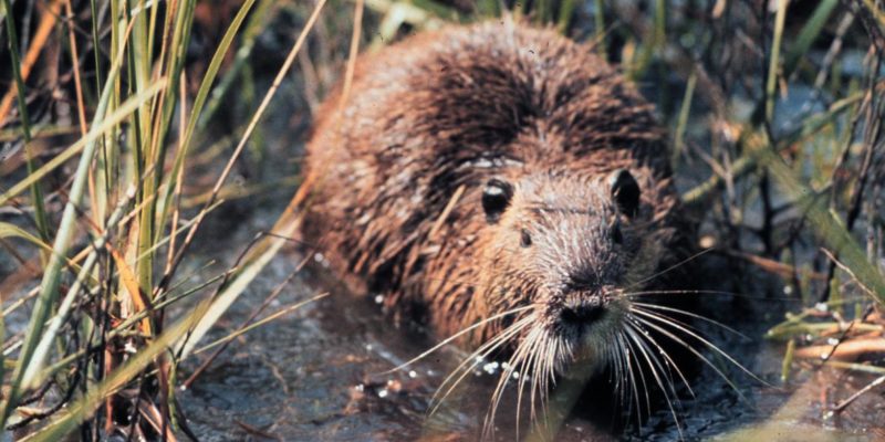 Picture of a nutria among marsh plants