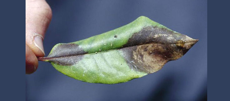 An oak leaf with dark spots due to sudden oak death